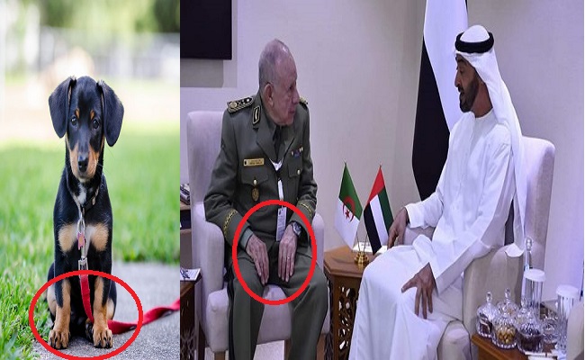 صحيفة “الشروق” تتهم الملحق العسكري الإماراتي باستعداء الجزائر