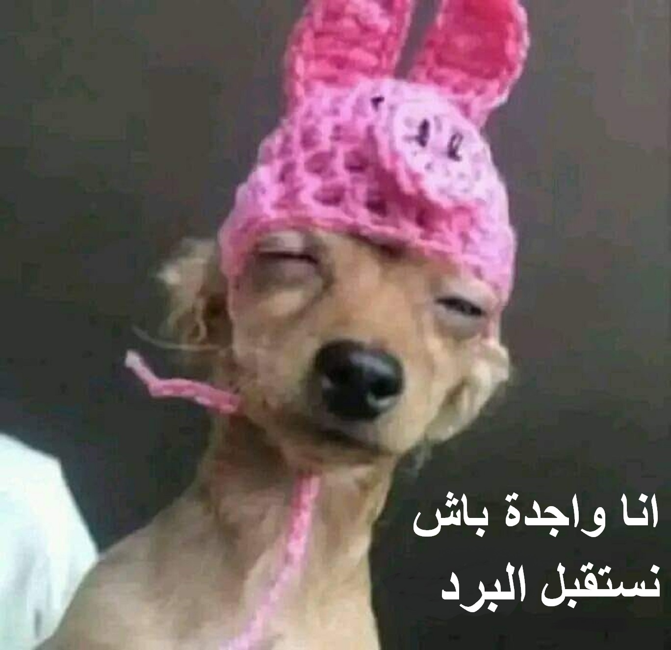 مباحثات جزائرية-ألمانية حول ما تبقى من غاز  الشعب