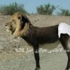 منتخب الجزائر أولى بلقب أسود الأطلس من المغرب